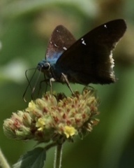 Astraptes brevicauda