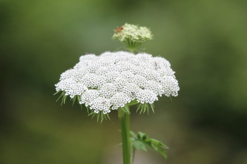 Smooth Angelica (Angelica glauca)