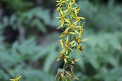Ligularia fischeri
