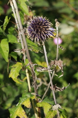 Echinops bannaticus