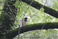 Urocissa flavirostris