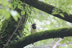 Urocissa flavirostris