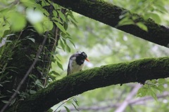 Urocissa flavirostris