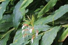 Hedychium spicatum