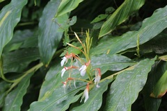 Hedychium spicatum