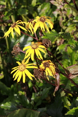 Ligularia dentata