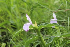 Roscoea