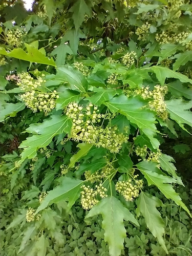 Amur maple (Acer ginnala)