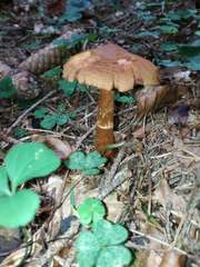 Cortinarius rubellus