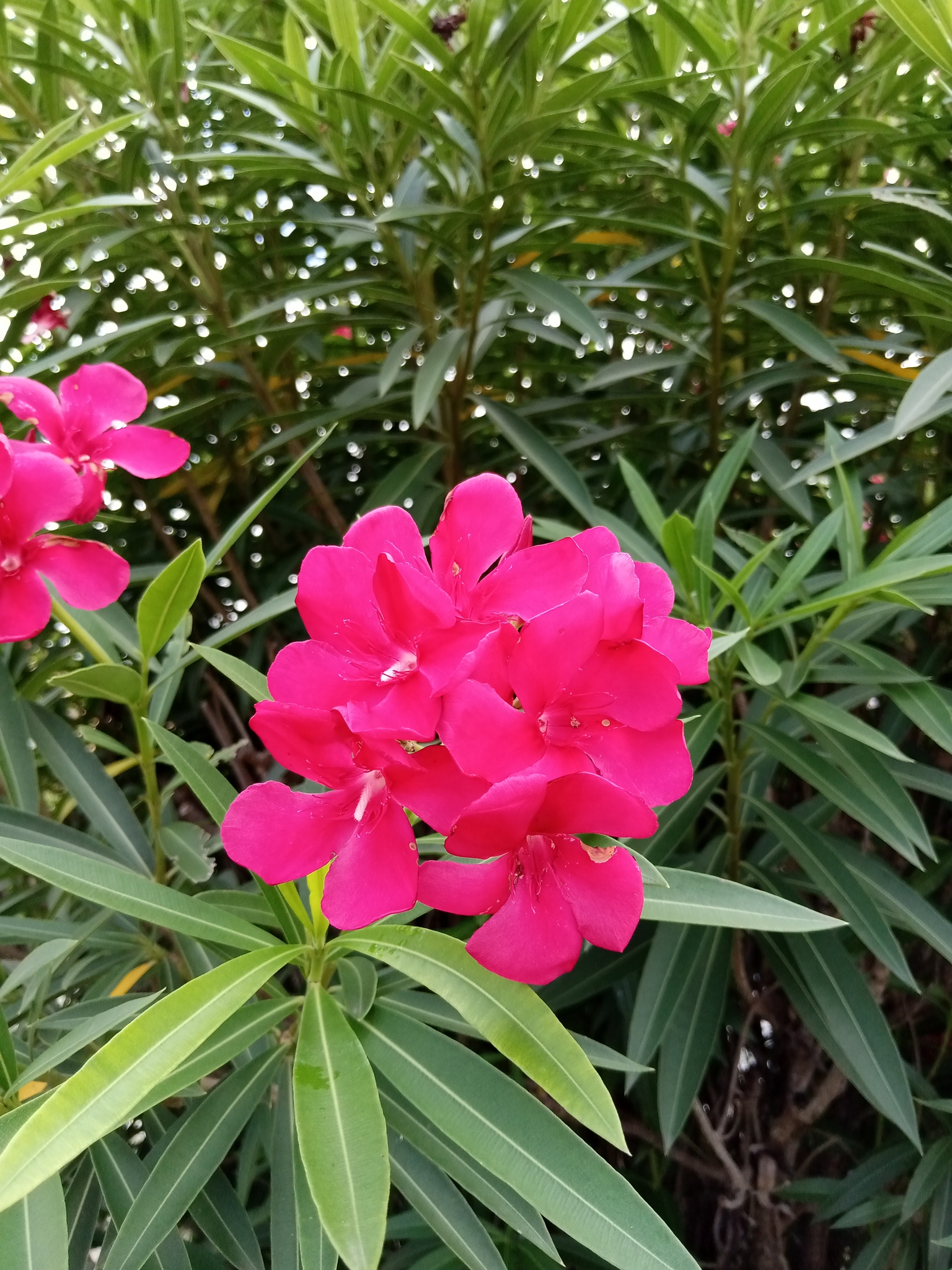 Nerium oleander