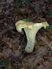 Cantharellus amethysteus