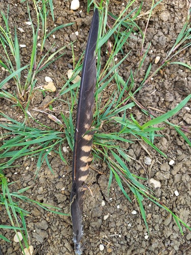 Plume de Faucon hobereau