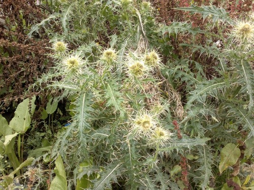 Falconer's Thistle (Cirsium falconeri)