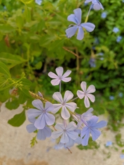 Plumbago auriculata
