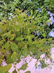 Plumbago auriculata
