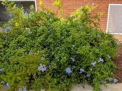 Plumbago auriculata