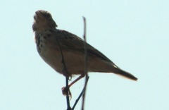 Mirafra erythroptera