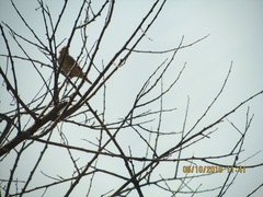 Mirafra erythroptera