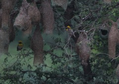 Ploceus philippinus