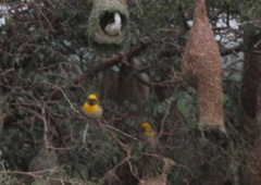 Ploceus philippinus