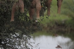 Ploceus philippinus