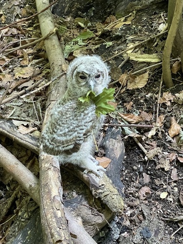 View observation of {o.common_name} on iNaturalist