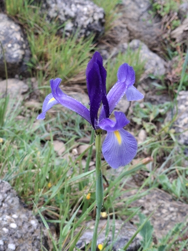 Avistamiento Iris azul de las marismas (Iris xiphium)