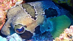 Diodon liturosus