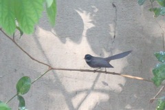 Rhipidura albogularis