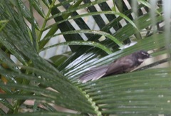 Rhipidura albogularis