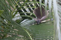 Rhipidura albogularis