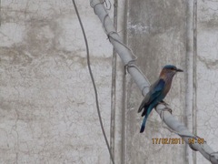 Coracias benghalensis