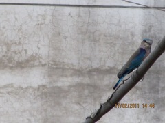 Coracias benghalensis