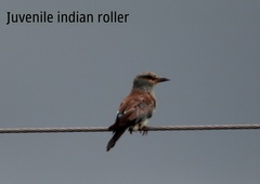 Coracias benghalensis