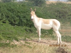 Equus hemionus khur