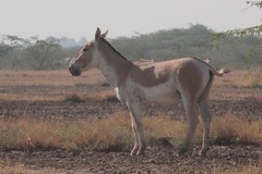 Equus hemionus khur