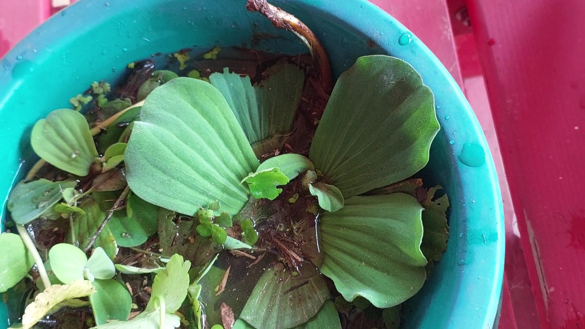 Pistia stratiotes