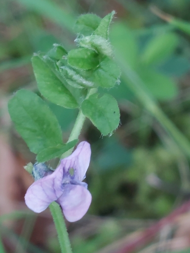 Vicia sepium iNat (3)
