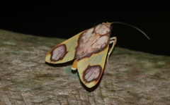 Trichromia metapyria