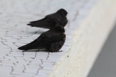 Ptyonoprogne concolor