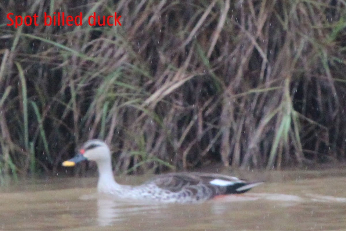 Indian Spot-billed Duck