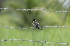 Machlolophus aplonotus