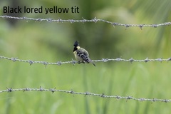 Machlolophus aplonotus