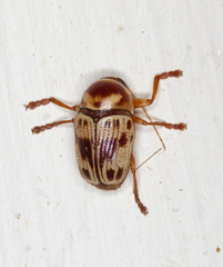 Cryptocephalus mutabilis