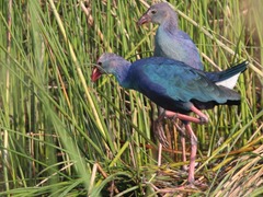 Porphyrio poliocephalus