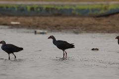 Porphyrio poliocephalus