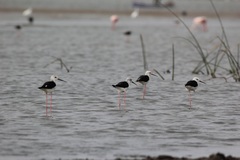 Himantopus himantopus