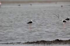 Himantopus himantopus