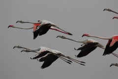 Phoenicopterus roseus