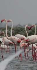 Phoenicopterus roseus